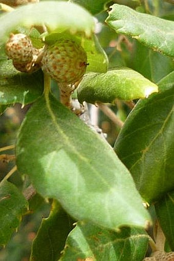 Quercus suber