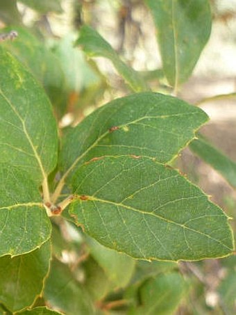 Quercus suber