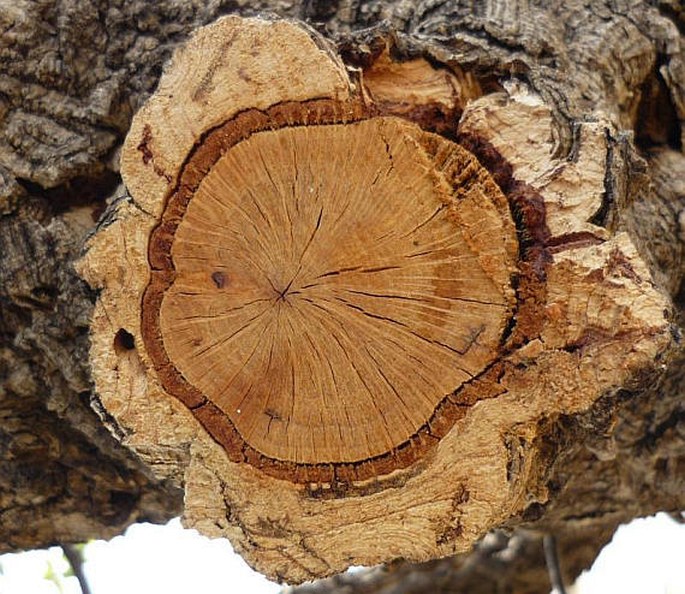 Výsledek obrázku pro dub korkový