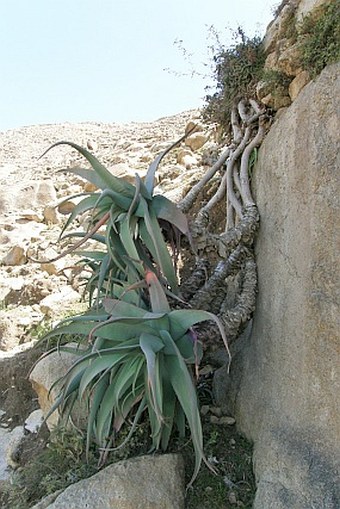 Aloe rubroviolacea