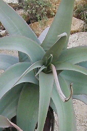 Aloe rubroviolacea