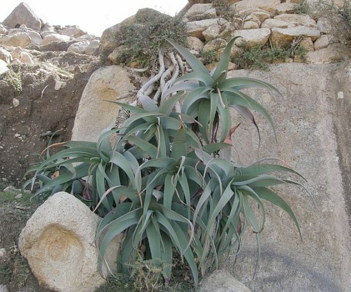 Aloe rubroviolacea