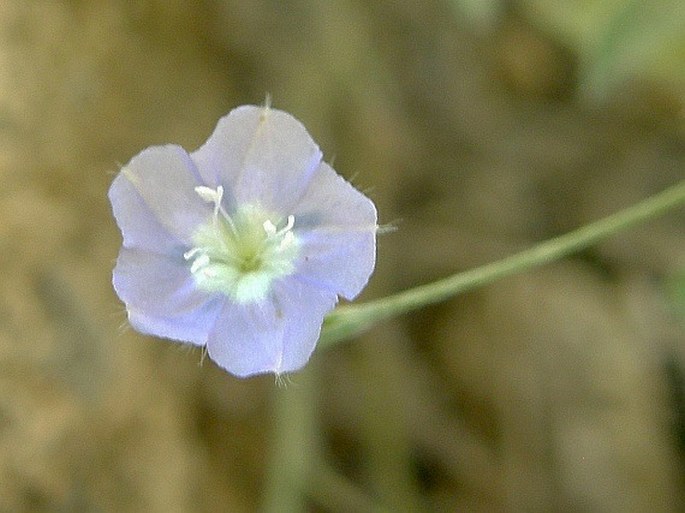 Evolvulus alsinoides