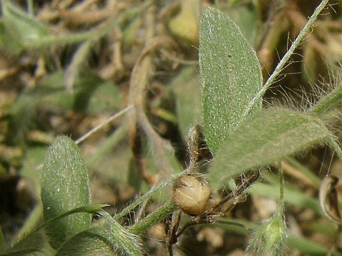 Evolvulus alsinoides