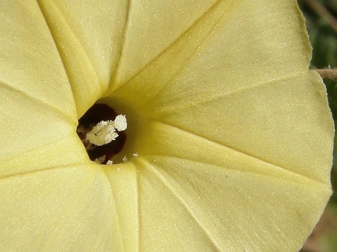 Ipomoea obscura