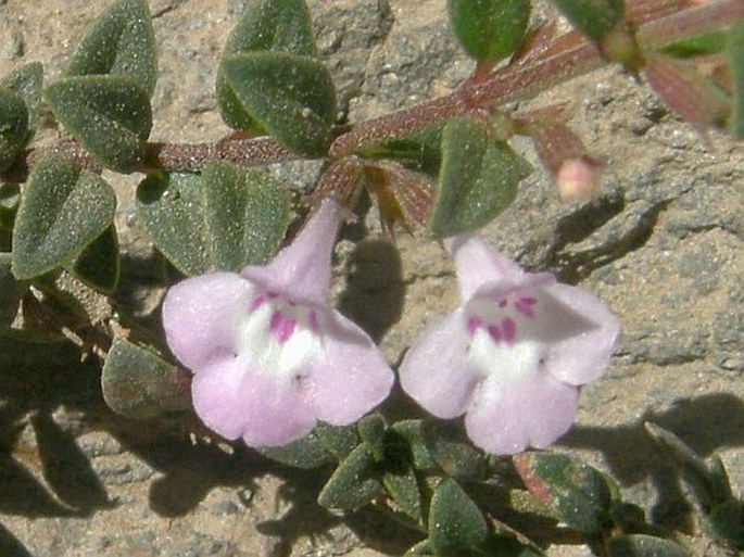 Micromeria imbricata