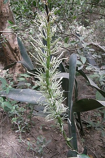 Dracaena forskaliana