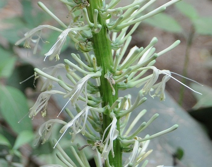 SANSEVIERIA FORSKALIANA (Schult. et Schult. f.) Hepper et J. R. I. Wood – tenura