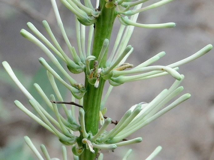 Dracaena forskaliana