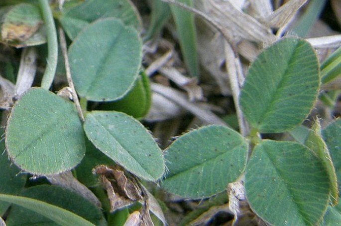 Trifolium semipilosum