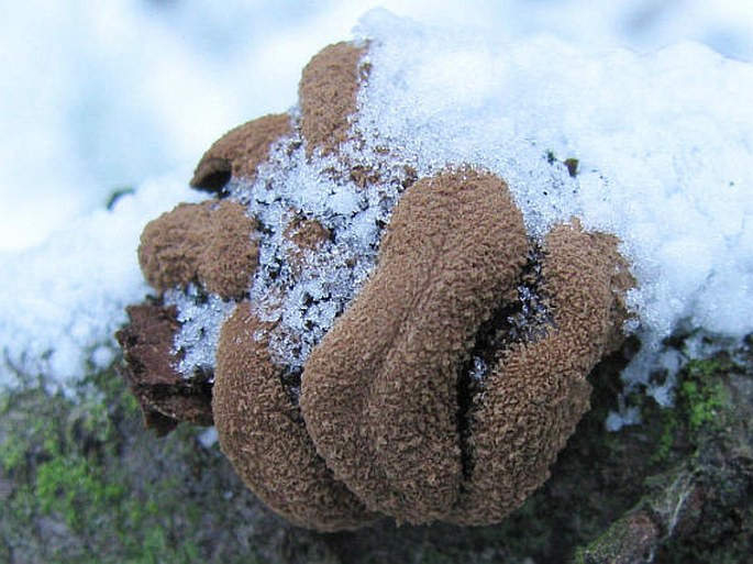 Encoelia furfuracea