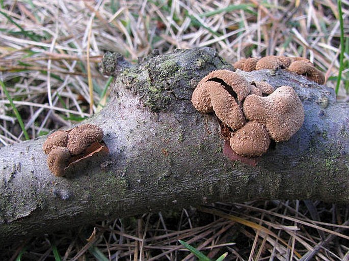 Encoelia furfuracea