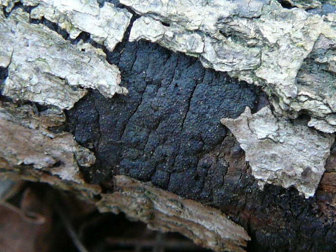 Diatrype stigma