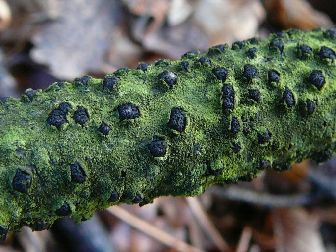 Diatrype disciformis