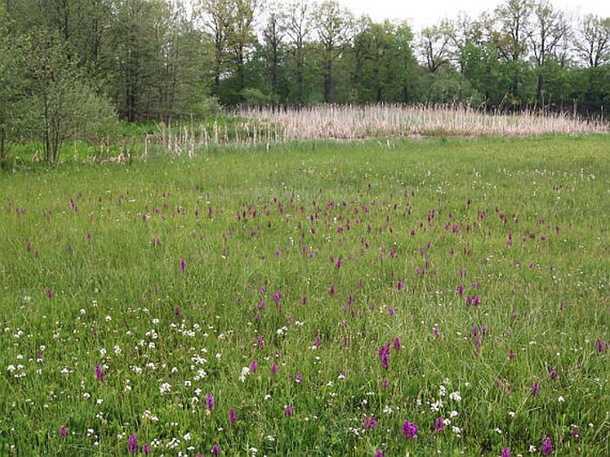 Chvalšinské Předšumaví, Koubovský rybník – přírodní památka