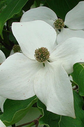 Cornus kousa