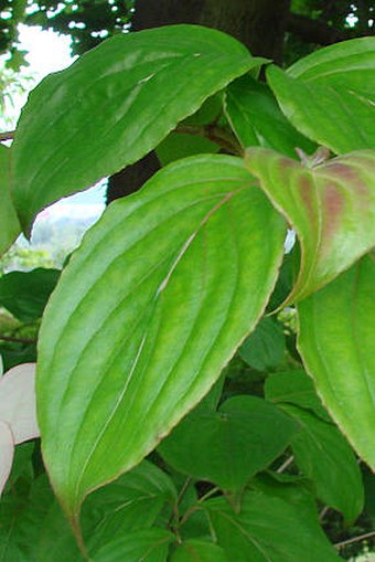 Cornus kousa