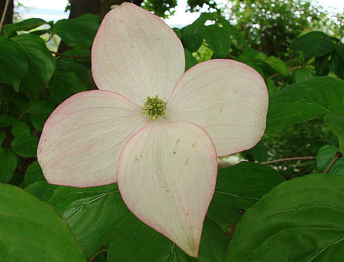 Cornus kousa