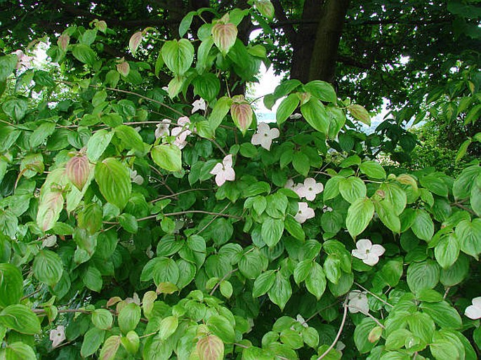 Cornus kousa