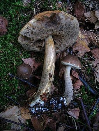 Leccinum scabrum