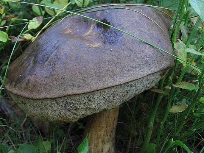 Leccinum scabrum