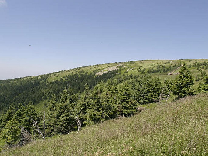 Králický Sněžník II. – rašeliniště a vrcholové partie