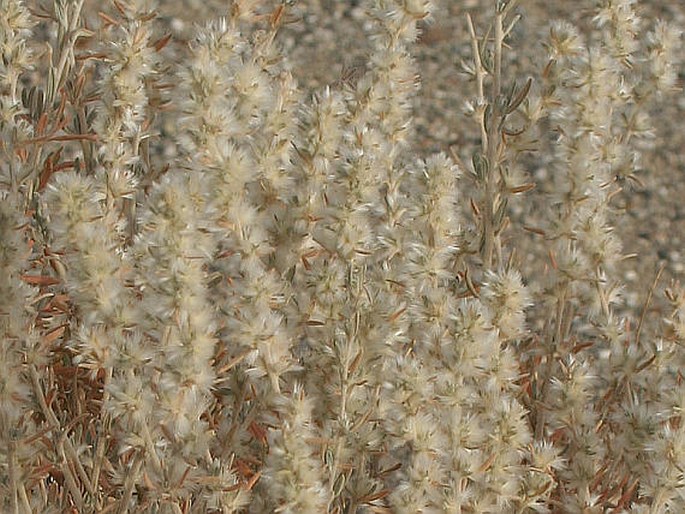 KRASCHENINNIKOVIA CERATOIDES (L.) Gueldenst. – bělostník růžkatý / sivovlasec rožkatý