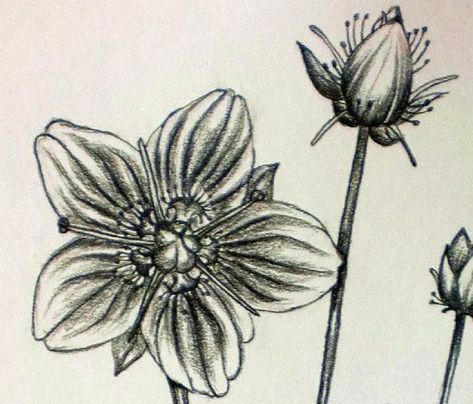 Soutěž Nejlepší botanická ilustrace roku 2011 - Michaela Kratochvilová