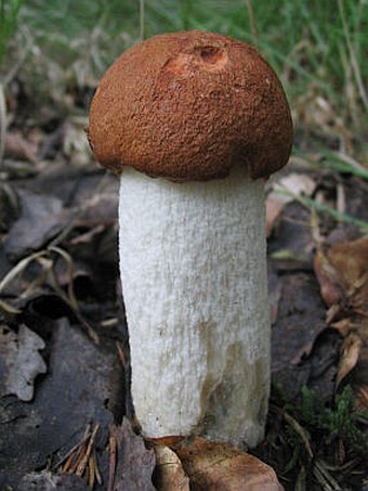 Leccinum albostipitatum