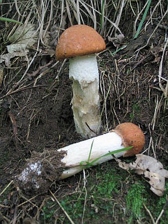 Leccinum albostipitatum