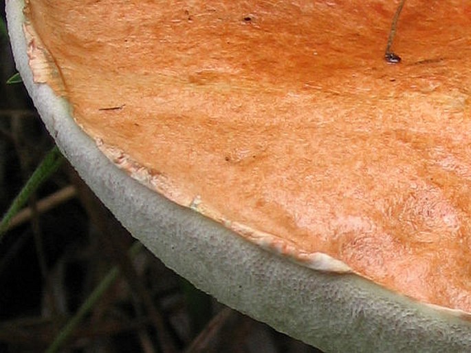 Leccinum albostipitatum