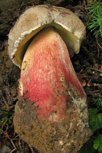 Boletus calopus