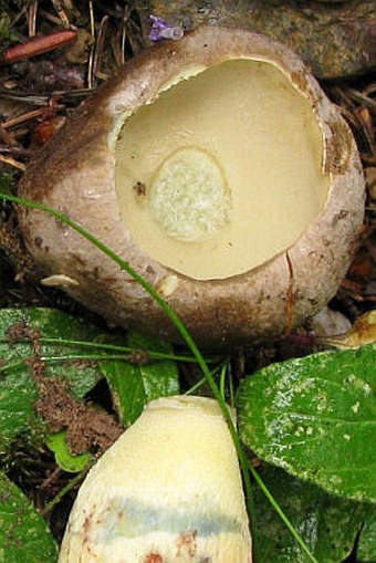 Boletus calopus