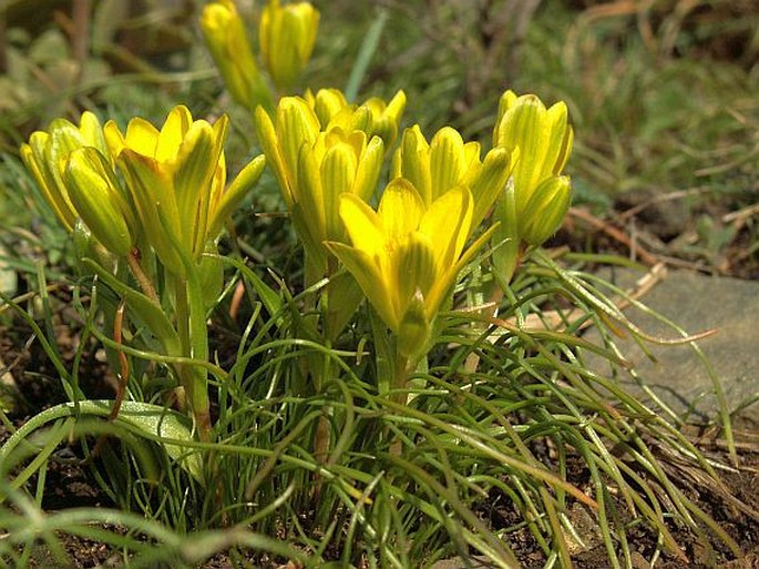 Pražské obrázky: Křivatec český pravý (Gagea bohemica subsp. bohemica)