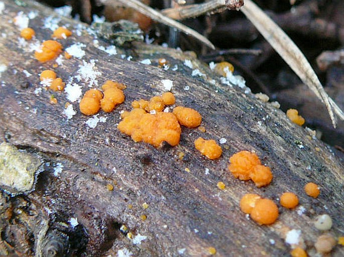 Dacrymyces stillatus