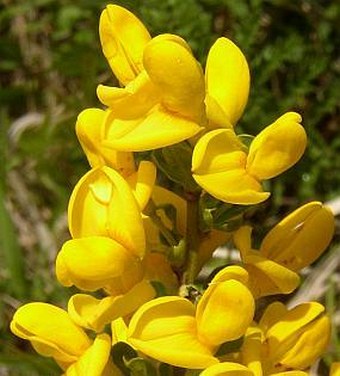 Cytisus procumbens