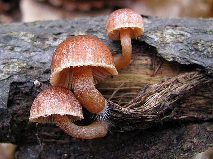 Tubaria furfuracea