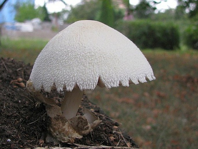 VOLVARIELLA BOMBYCINA (Schaeff.) Singer - kukmák bělovlnný / pošvovec stromový