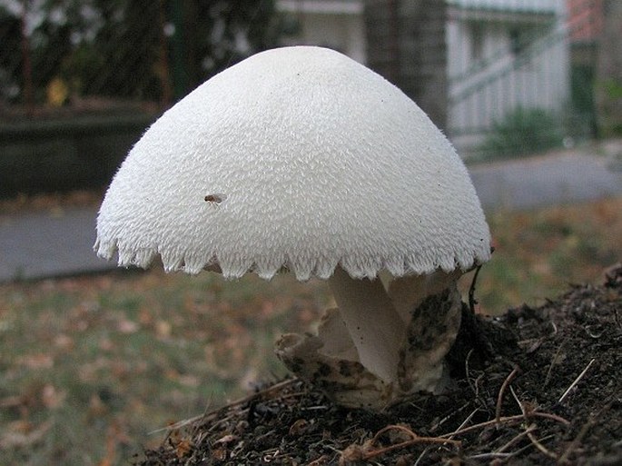 Volvariella bombycina