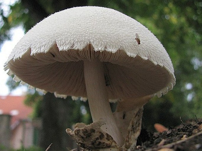 Volvariella bombycina