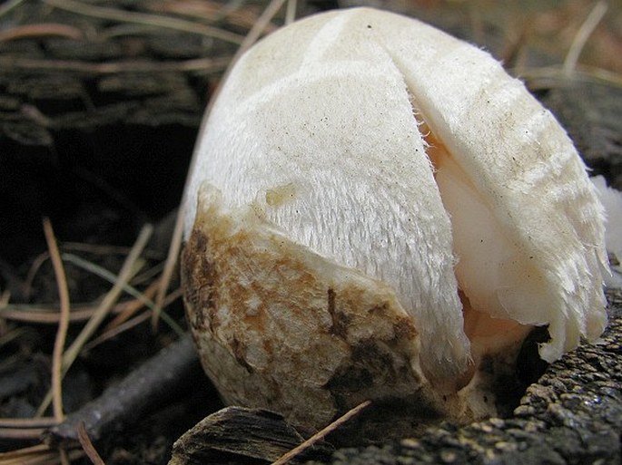 Volvariella bombycina