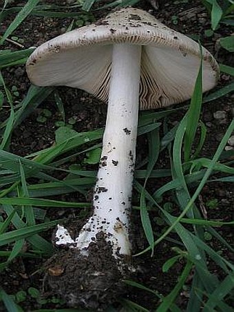 Volvariella gloiocephala