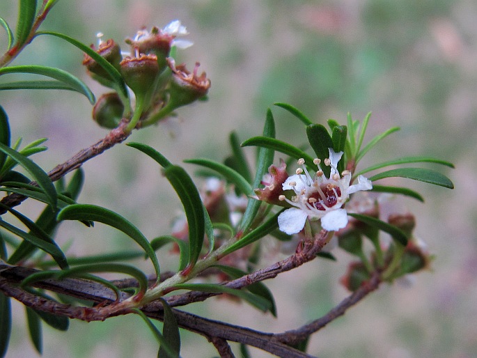 Kunzea tenuicaulis