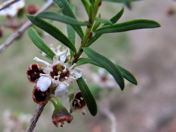 Kunzea tenuicaulis