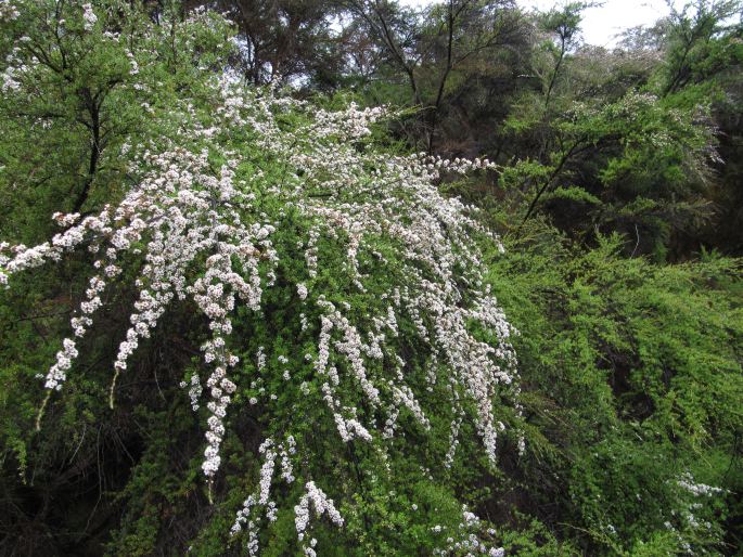 Kunzea tenuicaulis