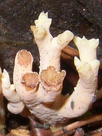 Clavulina cinerea