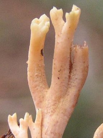 Clavulina cinerea