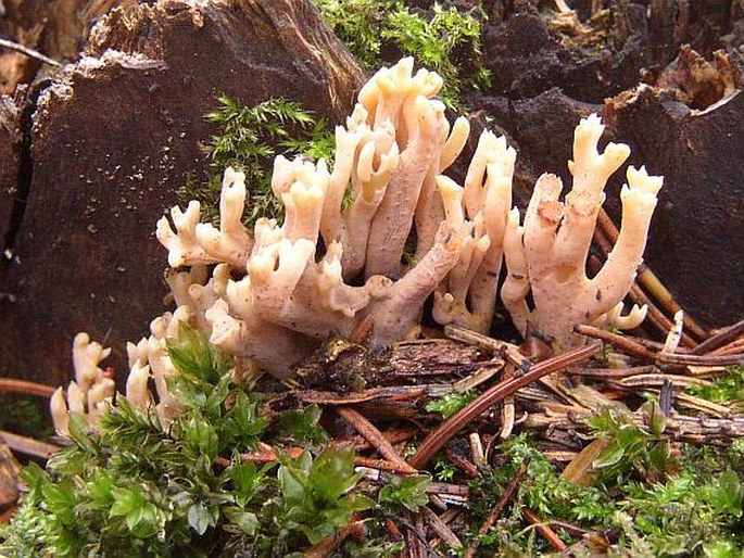 Clavulina cinerea