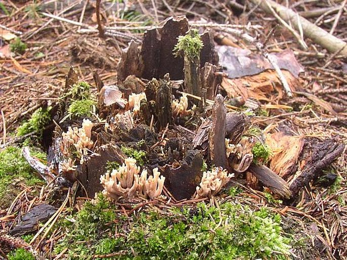 Clavulina cinerea