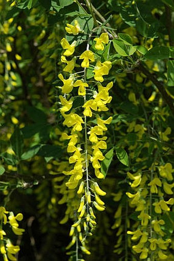 Laburnum anagyroides